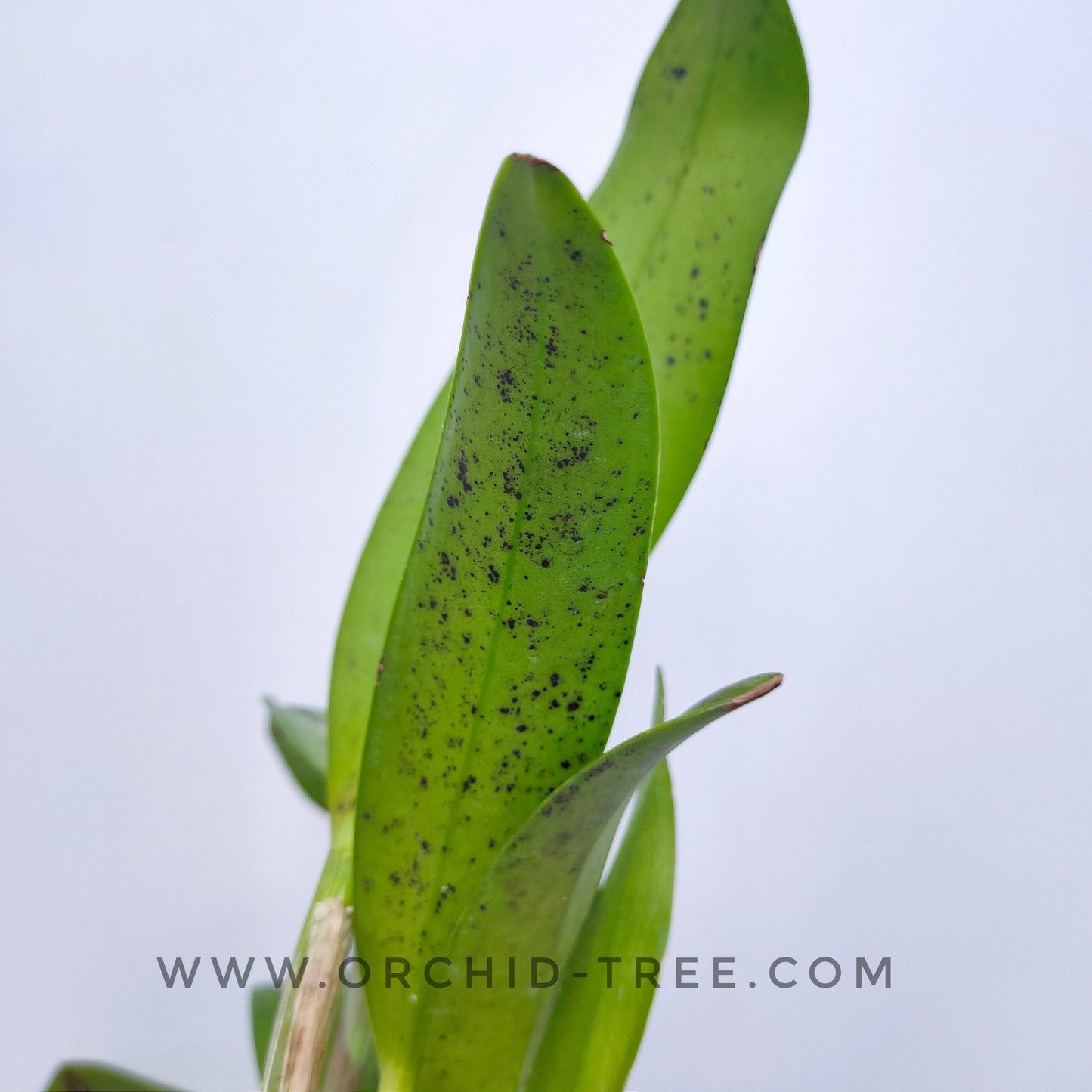 Cattleya (Lc.)Tristar Bouquet - Without Flowers | BS - Buy Orchids Plants Online by Orchid-Tree.com