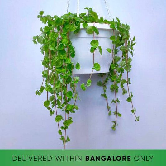 Pilea Nummularliifolia Plant - Buy Orchids Plants Online by Orchid-Tree.com