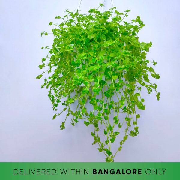 hanging basket turtle vine plant Buy Turtle Vine Plants Online - Orchid