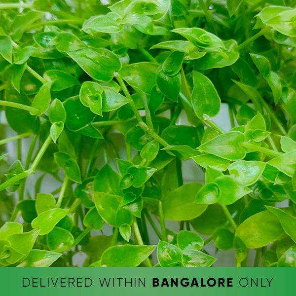 Evergreen Turtle Wine Plant - Buy Orchids Plants Online by Orchid-Tree.com