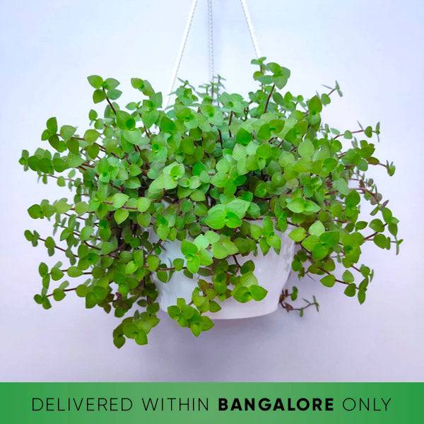 Callisia Repens Plant - Buy Orchids Plants Online by Orchid-Tree.com