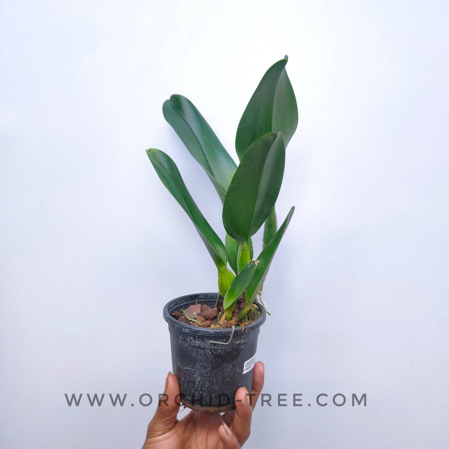 Cattleya (Rlc.) Mem. Buranapan Nikom - Without Flowers | BS - Buy Orchids Plants Online by Orchid-Tree.com
