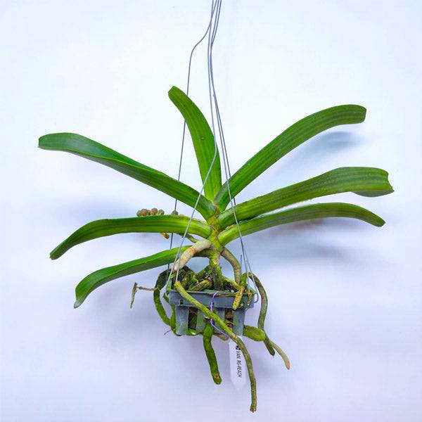 Rhynchostylis gigantea Peach - Without Flowers | BS - Buy Orchids Plants Online by Orchid-Tree.com
