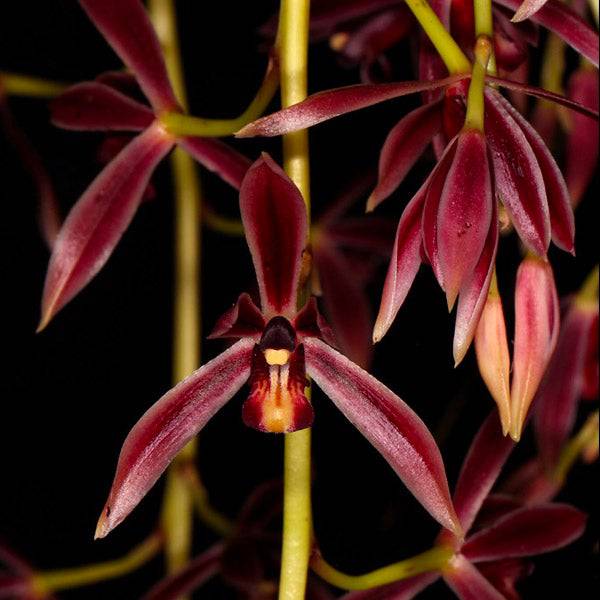 Cymbidium Dayanum Red - Without Flowers | BS - Buy Orchids Plants Online by Orchid-Tree.com