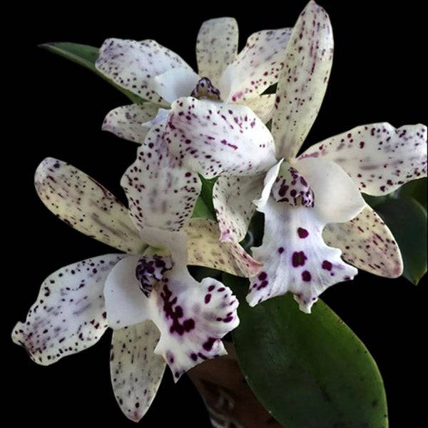 Cattleya Jairak Cosmos - Without Flowers | MS - Buy Orchids Plants Online by Orchid-Tree.com