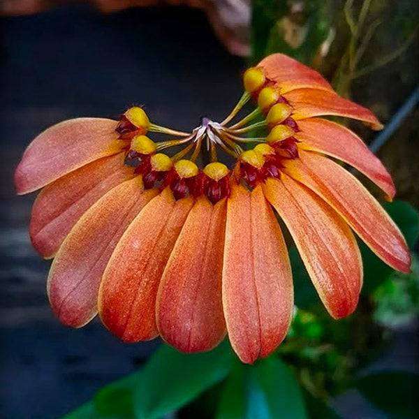 Bulbophyllum mastersianum sp. - Without Flowers | BS - Buy Orchids Plants Online by Orchid-Tree.com