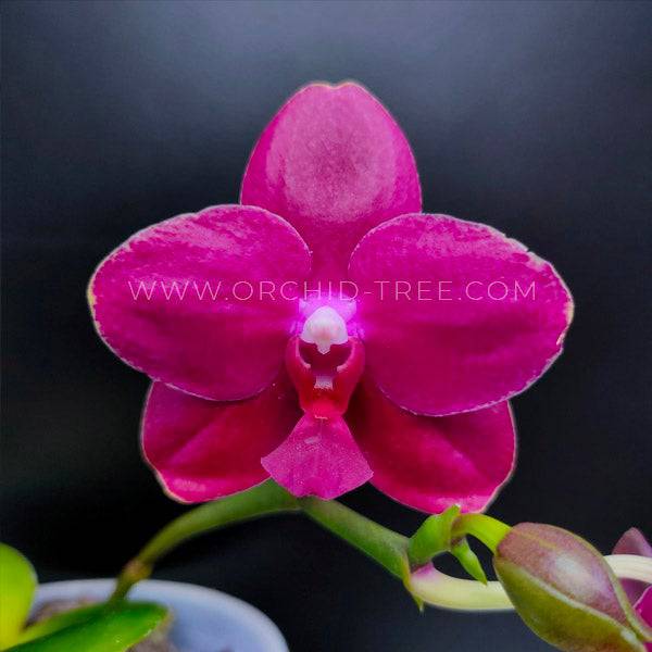 Phalaenopsis Sogo Rose - With Tiny Spike | FF - Buy Orchids Plants Online by Orchid-Tree.com