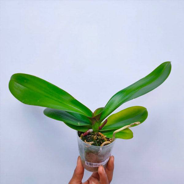 Phalaenopsis OX Lion Heart - With Spike | FF - Buy Orchids Plants Online by Orchid-Tree.com