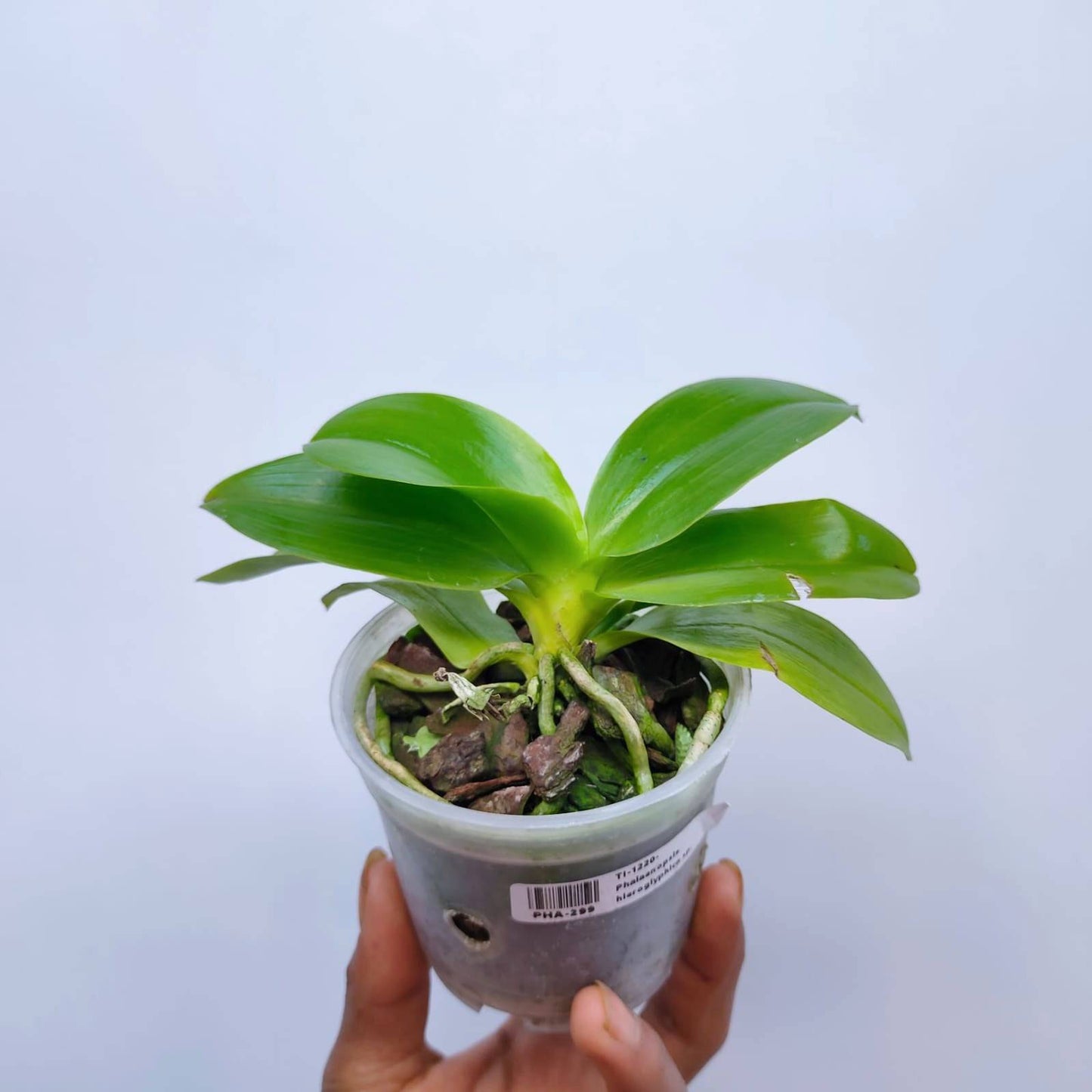 Phalaenopsis hieroglyphica sp. - Without Flowers | BS - Buy Orchids Plants Online by Orchid-Tree.com