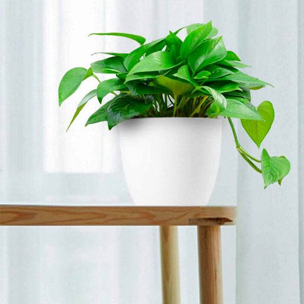 Uri 4 Tier Hanger Set with Planters - Buy Orchids Plants Online by Orchid-Tree.com