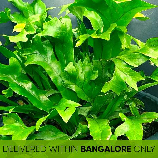 Crissie Fern - Buy Orchids Plants Online by Orchid-Tree.com