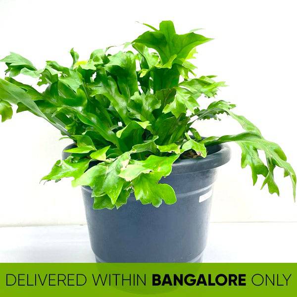 Crissie Fern - Buy Orchids Plants Online by Orchid-Tree.com