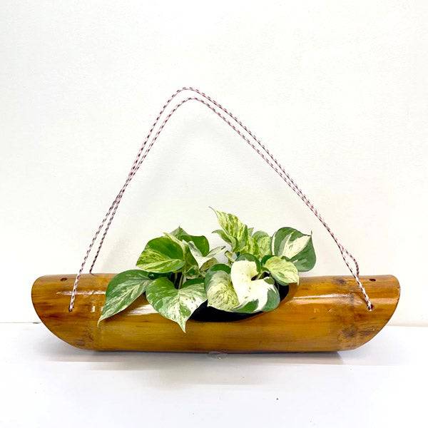 Bamboo Hanging Planter - Buy Orchids Plants Online by Orchid-Tree.com