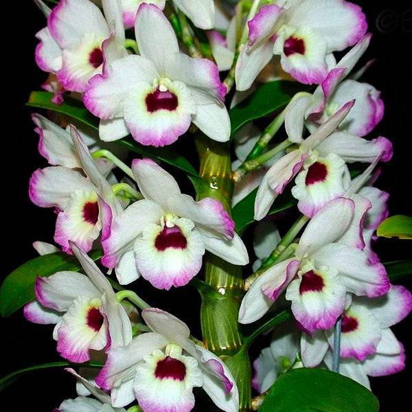 Dendrobium Love Memory Fizz - With Bud | FF - Buy Orchids Plants Online by Orchid-Tree.com