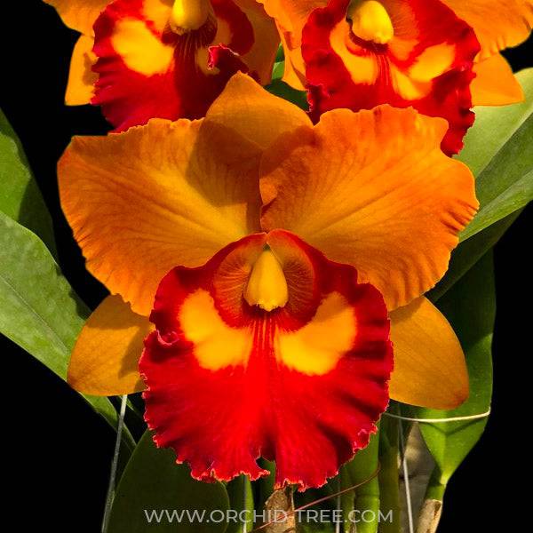 Cattleya Nakornchaisri Delight No. 1 - Without Flowers | MS - Buy Orchids Plants Online by Orchid-Tree.com