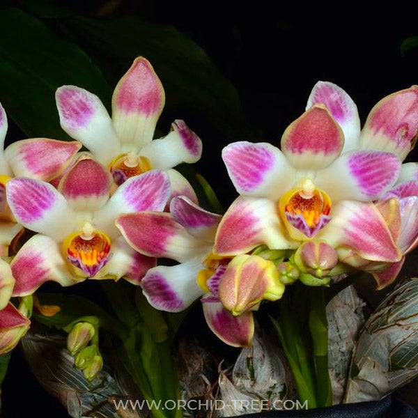 Chysis limminghei sp. - Without Flowers | BS - Buy Orchids Plants Online by Orchid-Tree.com