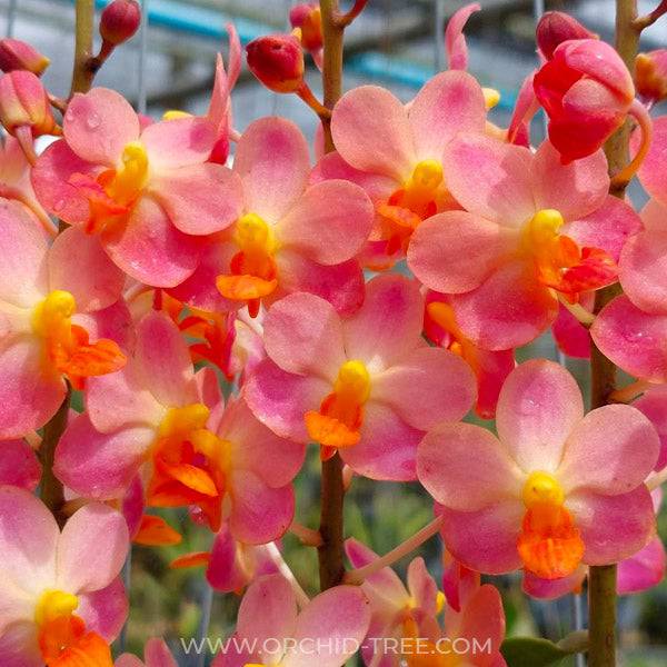 Ascovandoritis Prapin - Without Flowers | BS - Buy Orchids Plants Online by Orchid-Tree.com