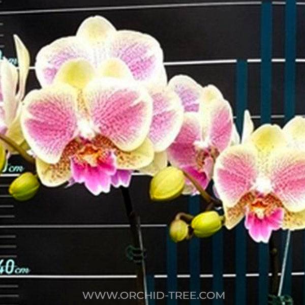 Phalaenopsis OX Viel - Without Spike | BS - Buy Orchids Plants Online by Orchid-Tree.com