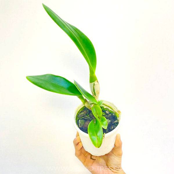 Cattleya Nakornchaisri Delight No. 1 - Without Flowers | MS - Buy Orchids Plants Online by Orchid-Tree.com