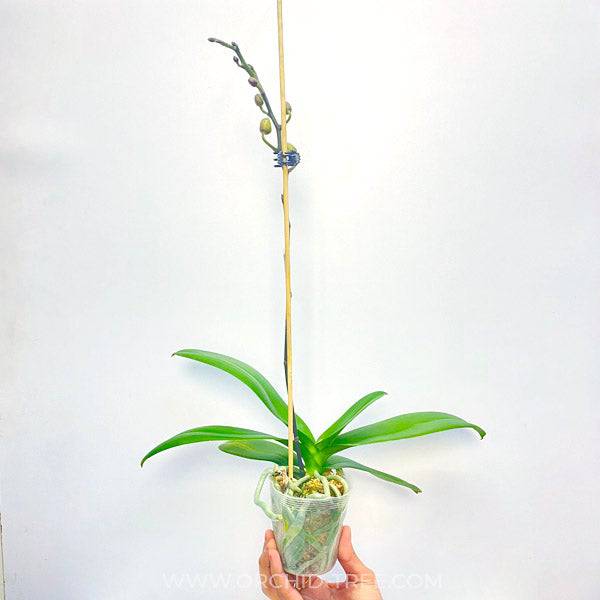 Phalaenopsis Yu Pin Burgundy - With Buds | FF - Buy Orchids Plants Online by Orchid-Tree.com
