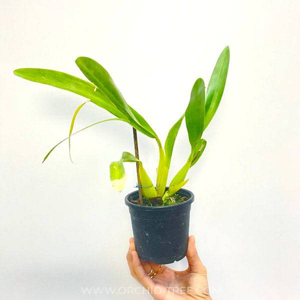 Oncidium (Mtdm.) Hwuluduen Kenzie Passion - Without Flowers | BS - Buy Orchids Plants Online by Orchid-Tree.com