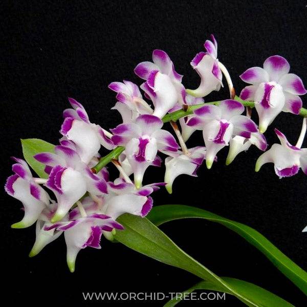Vanda Aerides lawrenceae sp. - Without Flowers | BS - Buy Orchids Plants Online by Orchid-Tree.com