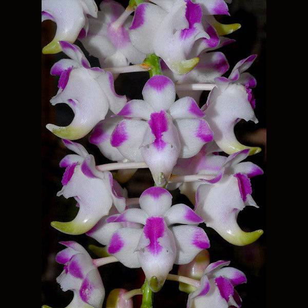 Vanda Aerides lawrenceae sp. - Without Flowers | BS - Buy Orchids Plants Online by Orchid-Tree.com