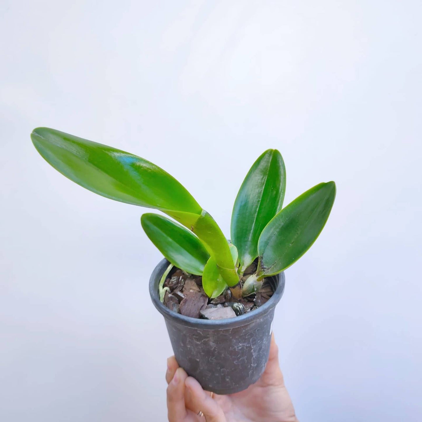 Cattleya (Rlc.) Village Chief Rose - Without Flowers | MS - Buy Orchids Plants Online by Orchid-Tree.com