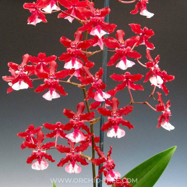 Oncidium Sharry Baby 'Sweet Fragrance' - Without Flowers | BS - Buy Orchids Plants Online by Orchid-Tree.com