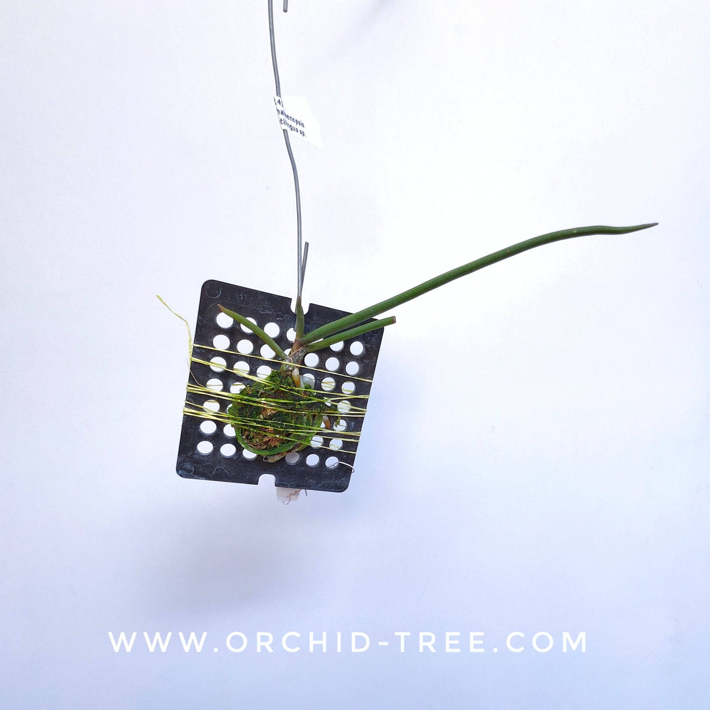 Paraphalaenopsis serpentilingua sp. - Without Flowers | BS - Buy Orchids Plants Online by Orchid-Tree.com