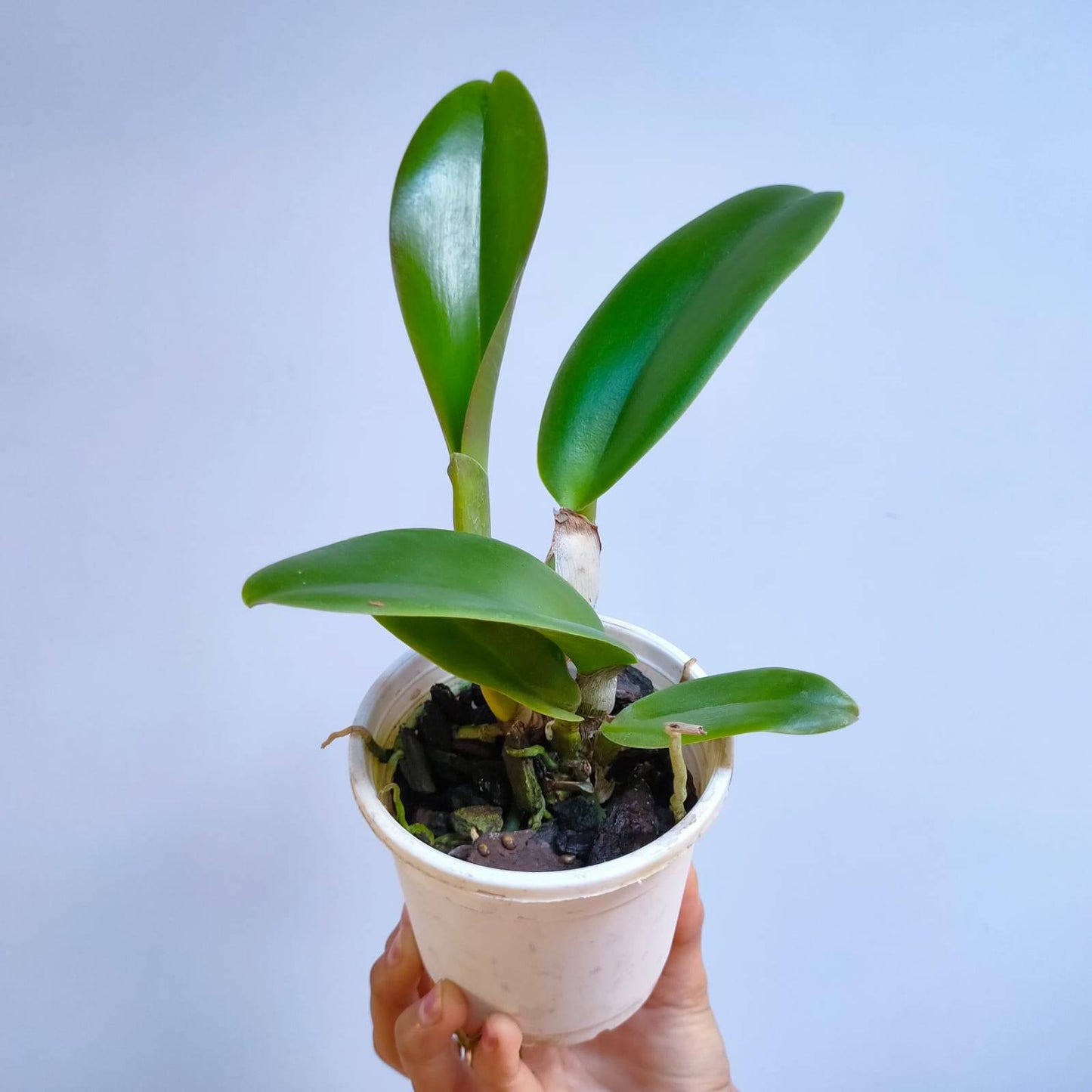 Cattleya Siam Pink - Without Flowers | MS - Buy Orchids Plants Online by Orchid-Tree.com