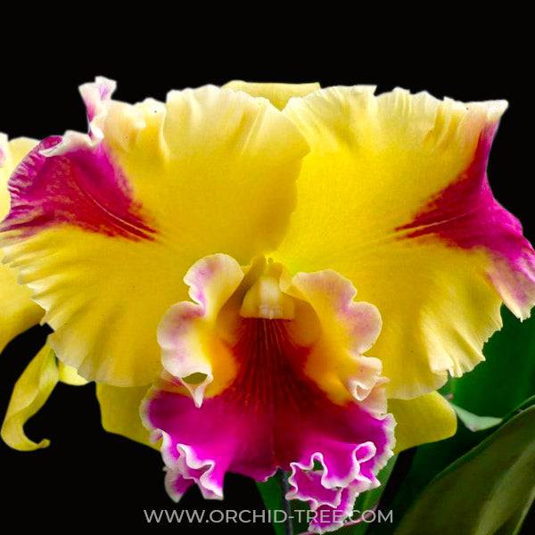 Cattleya Hwa Yuan Grace - Without Flowers | MS - Buy Orchids Plants Online by Orchid-Tree.com