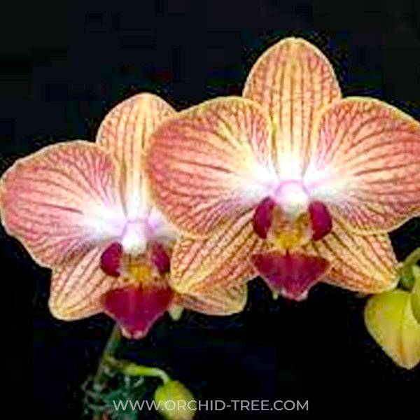 Phalaenopsis Gold Stripe - With Spike | FF - Buy Orchids Plants Online by Orchid-Tree.com