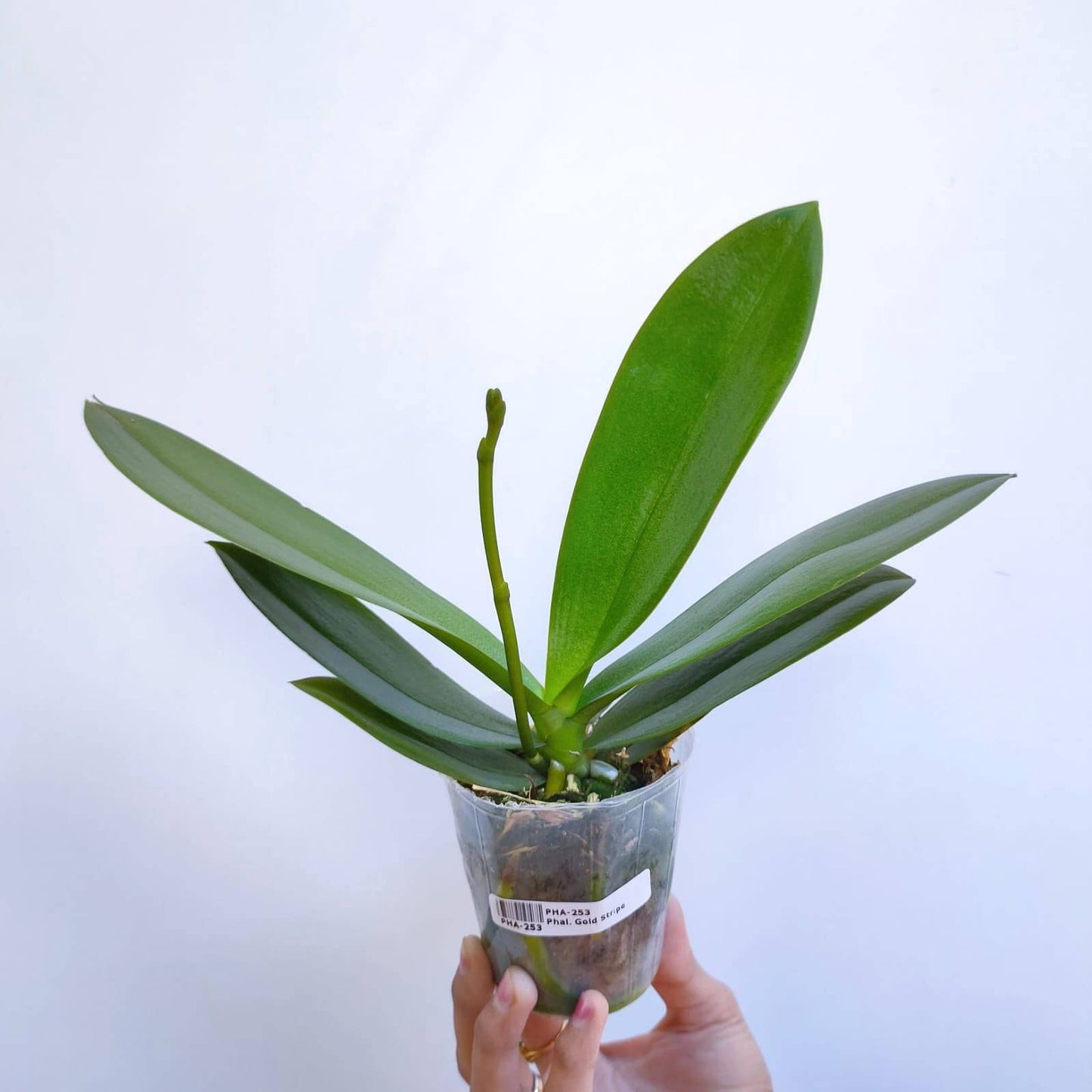 Phalaenopsis Gold Stripe - With Spike | FF - Buy Orchids Plants Online by Orchid-Tree.com
