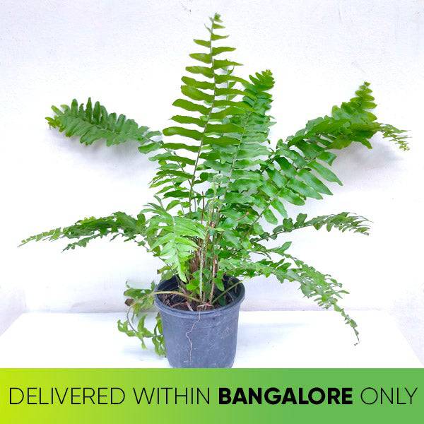 Boston Fern - Buy Orchids Plants Online by Orchid-Tree.com
