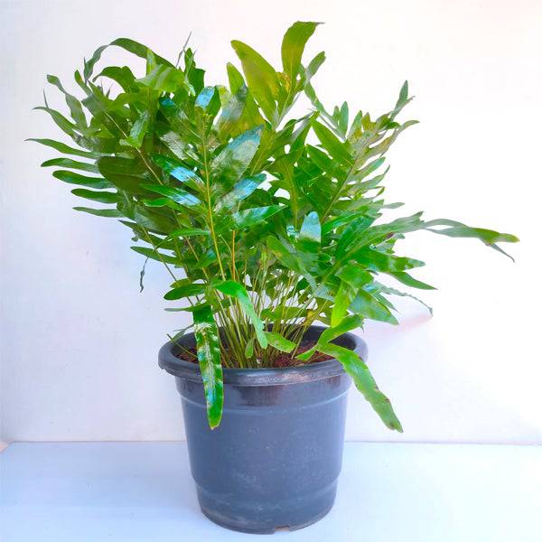 Blue Star Fern - Buy Orchids Plants Online by Orchid-Tree.com