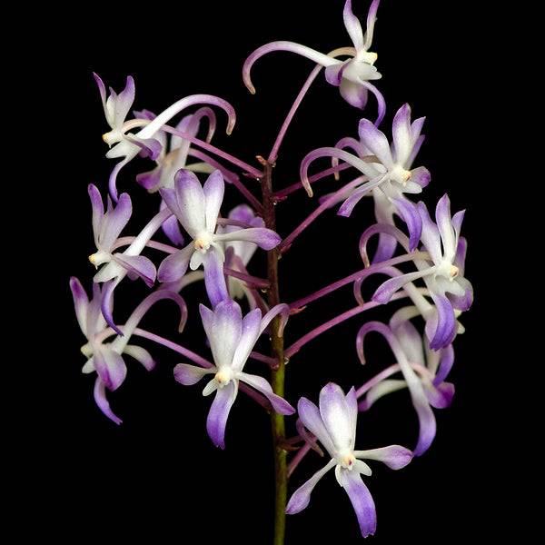 Vanda Neostylis Lou Sneary - Without Flowers | BS - Buy Orchids Plants Online by Orchid-Tree.com