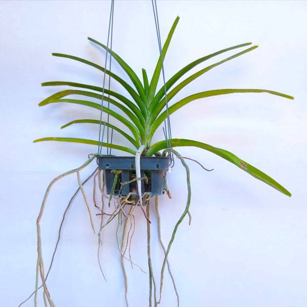 Vanda Papilionanda Pakorn Fragrance - Without Flowers | BS - Buy Orchids Plants Online by Orchid-Tree.com