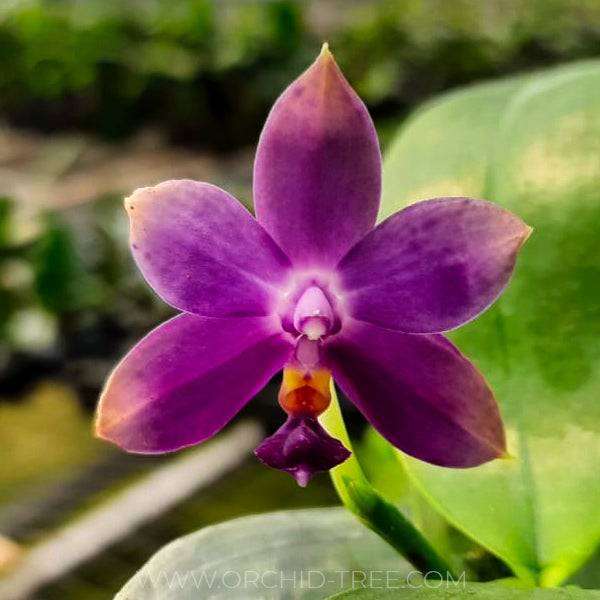 Phalaenopsis violacea var coerulea - Without Flowers | BS - Buy Orchids Plants Online by Orchid-Tree.com