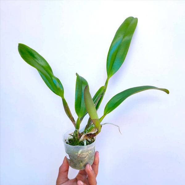 Cattleya Taiwan Queen - Without Flowers | BS - Buy Orchids Plants Online by Orchid-Tree.com