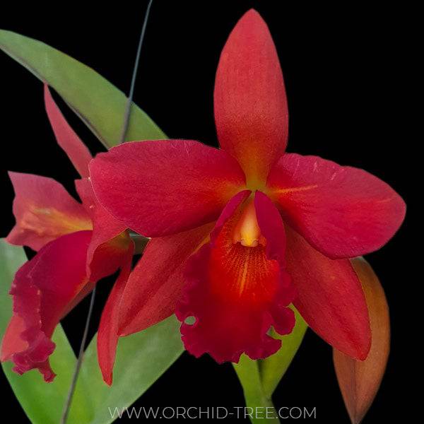 Cattleya (Lc) Fay Star Yen (Dark Orange) - Without Flowers | BS - Buy Orchids Plants Online by Orchid-Tree.com
