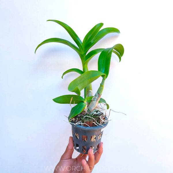 Dendrobium Yellow Red Stripe - Without Flowers | BS - Buy Orchids Plants Online by Orchid-Tree.com