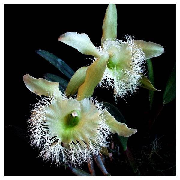 Cattleya (B.) digbyana sp. - Without Flowers | BS - Buy Orchids Plants Online by Orchid-Tree.com