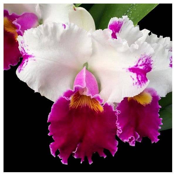 Cattleya (Blc) Ida Elizabeth Enchanting - Without Flowers | BS - Buy Orchids Plants Online by Orchid-Tree.com