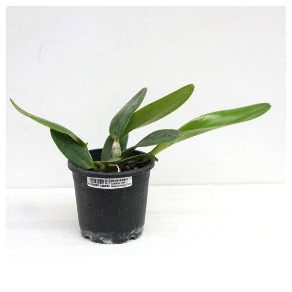 Cattleya (Blc) Ida Elizabeth Enchanting - Without Flowers | BS - Buy Orchids Plants Online by Orchid-Tree.com
