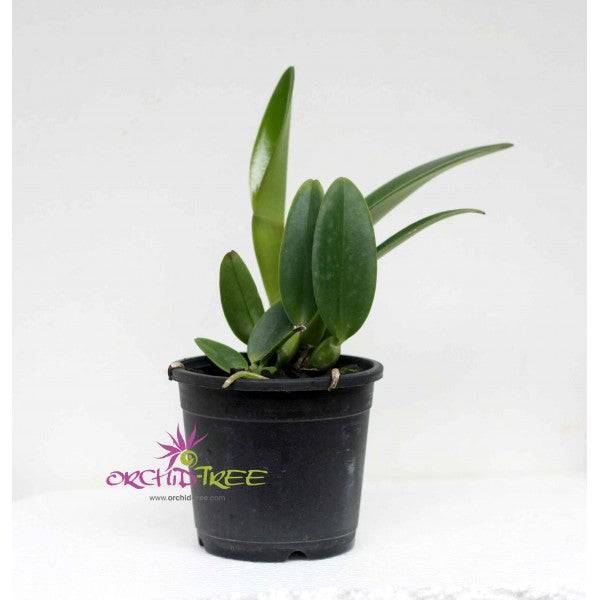 Cattleya (Blc.) Chief Pink Diana - Without Flower | BS - Buy Orchids Plants Online by Orchid-Tree.com
