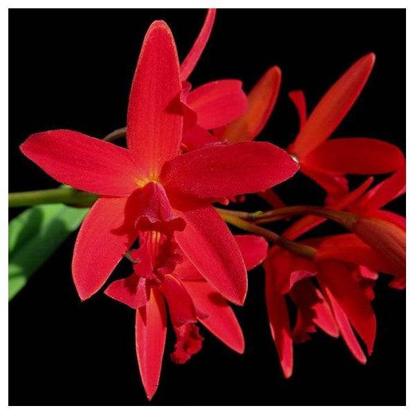 Cattleya (Blc.) Hsiang Yu Red Pearl 'Red Dragonfly' - With Spike | FF - Buy Orchids Plants Online by Orchid-Tree.com
