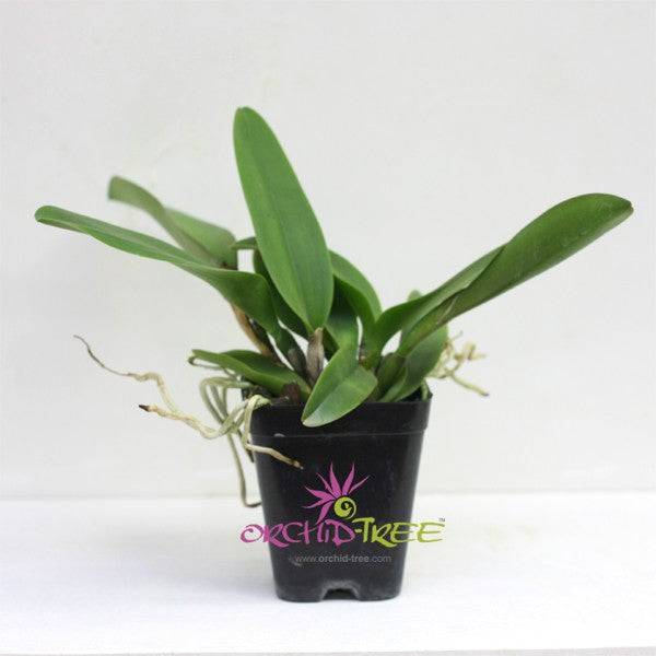 Cattleya (Blc.) Tainan City General - Without Flowers | BS - Buy Orchids Plants Online by Orchid-Tree.com