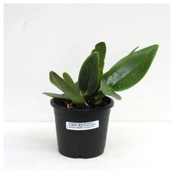 Cattleya (Blc.) White Diamond - Without Flowers | BS - Buy Orchids Plants Online by Orchid-Tree.com