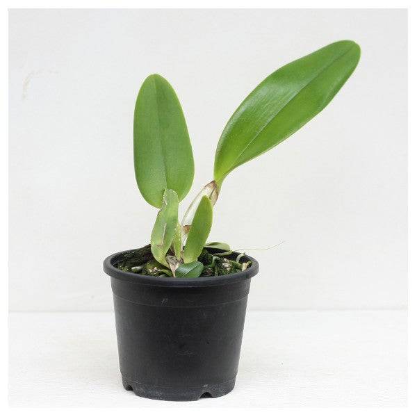 Cattleya (Lc.) Mini Red Dragon - Without Flower | BS - Buy Orchids Plants Online by Orchid-Tree.com